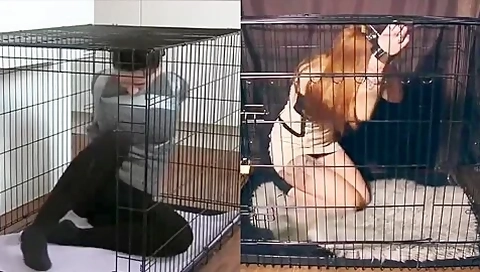 Dog-cage Drama